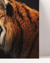 After Hover: Tiger in profile