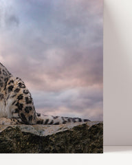 After Hover: Snow leopard