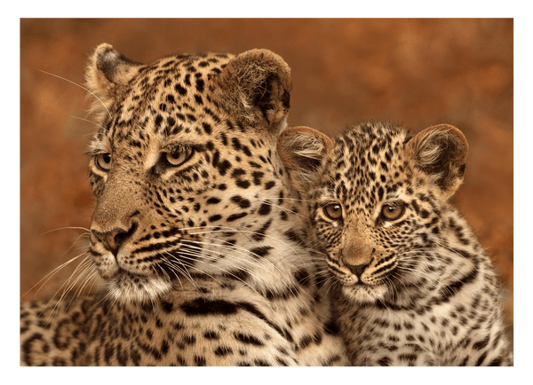 Leoparden-Familie