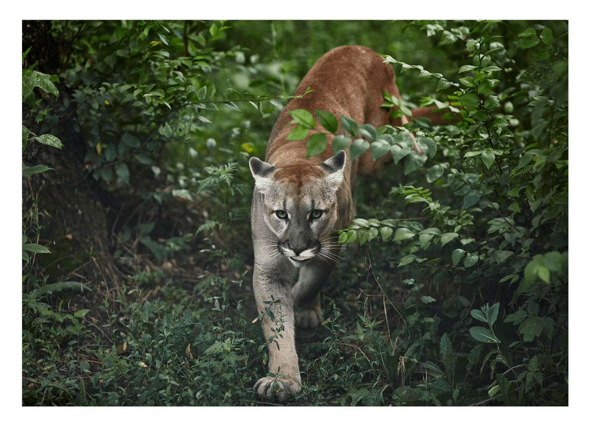 Puma