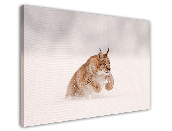Springender Luchs im Schnee