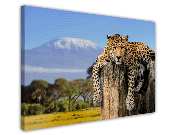 Liegender Leopard