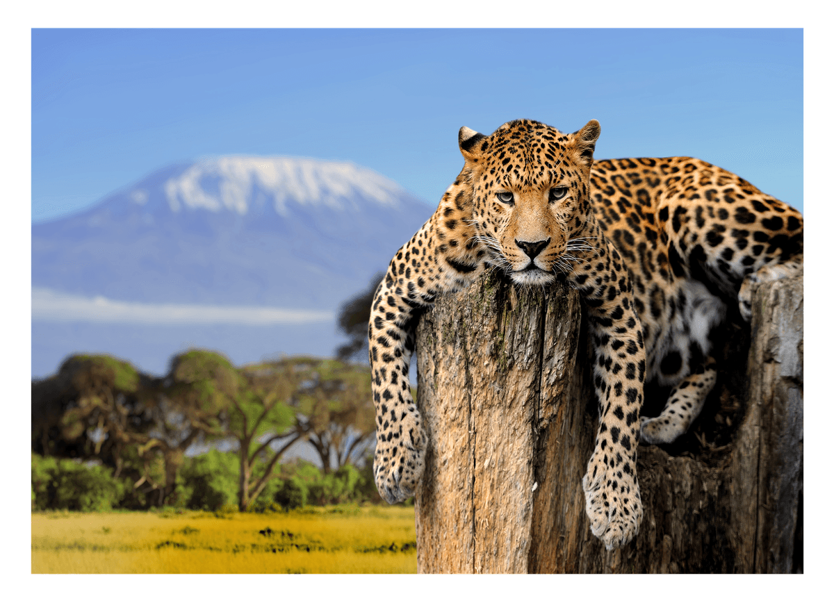 Liegender Leopard