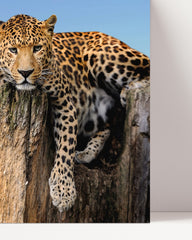 After Hover: Reclining leopard