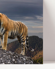 After Hover: Tiger in the Mountains