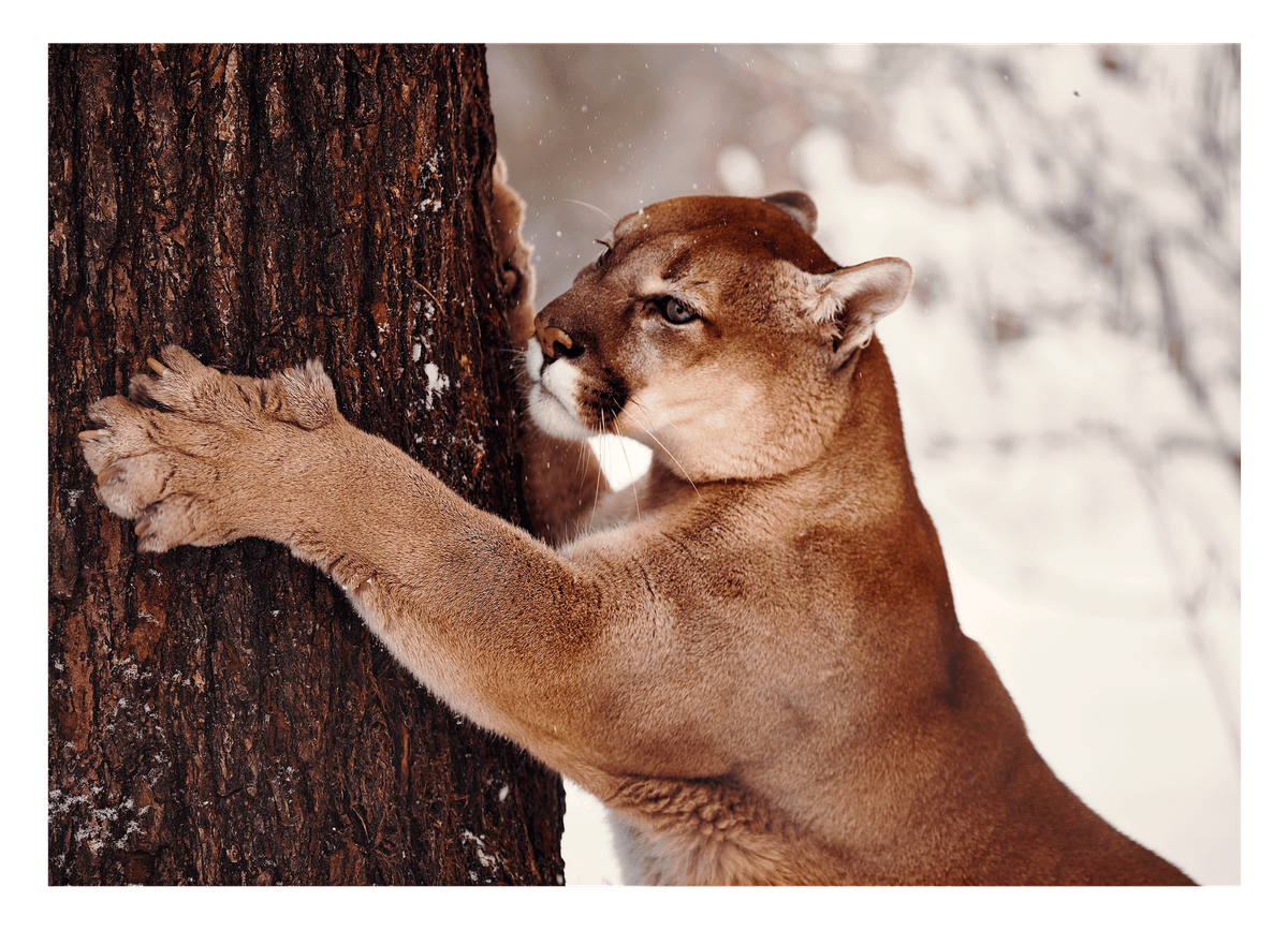 Großkatze - Puma im Schnee am Baum
