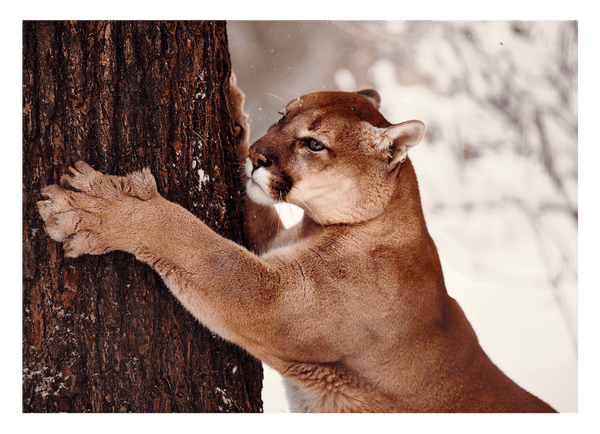 Großkatze - Puma im Schnee am Baum