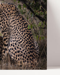 After Hover: Cheetah pair