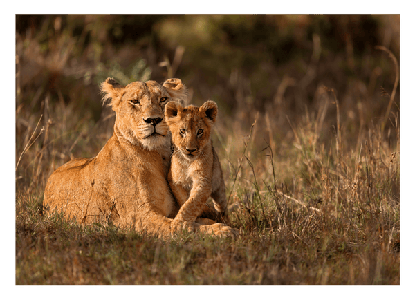 Löwen-Mama mit Baby
