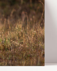 After Hover: Lioness with baby