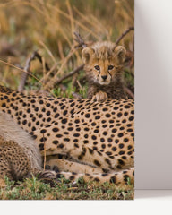 After Hover: Cheetah family