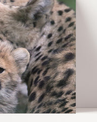 After Hover: Cheetah cub with mother