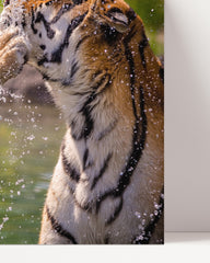 After Hover: Playing Tigers