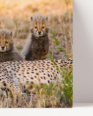 After Hover: African big cats - Cheetah mother with cubs