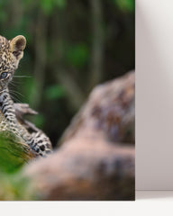 After Hover: Cute leopard babies