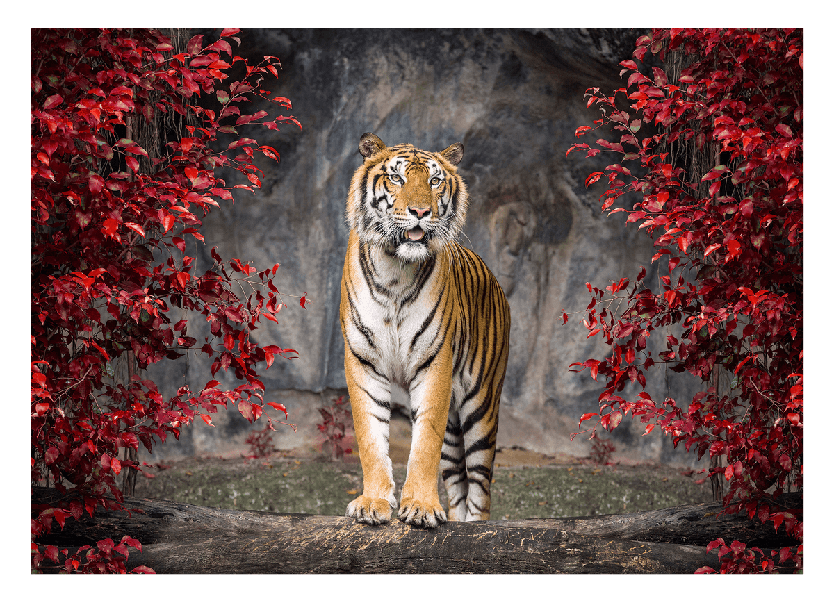 Tiger in Herbstlandschaft