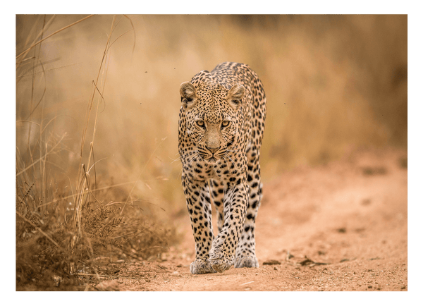 Leopard in der Savanne