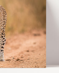 After Hover: Leopard in the savanna