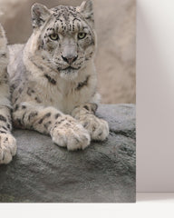 After Hover: Snow leopards