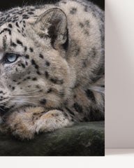 After Hover: Snow leopard
