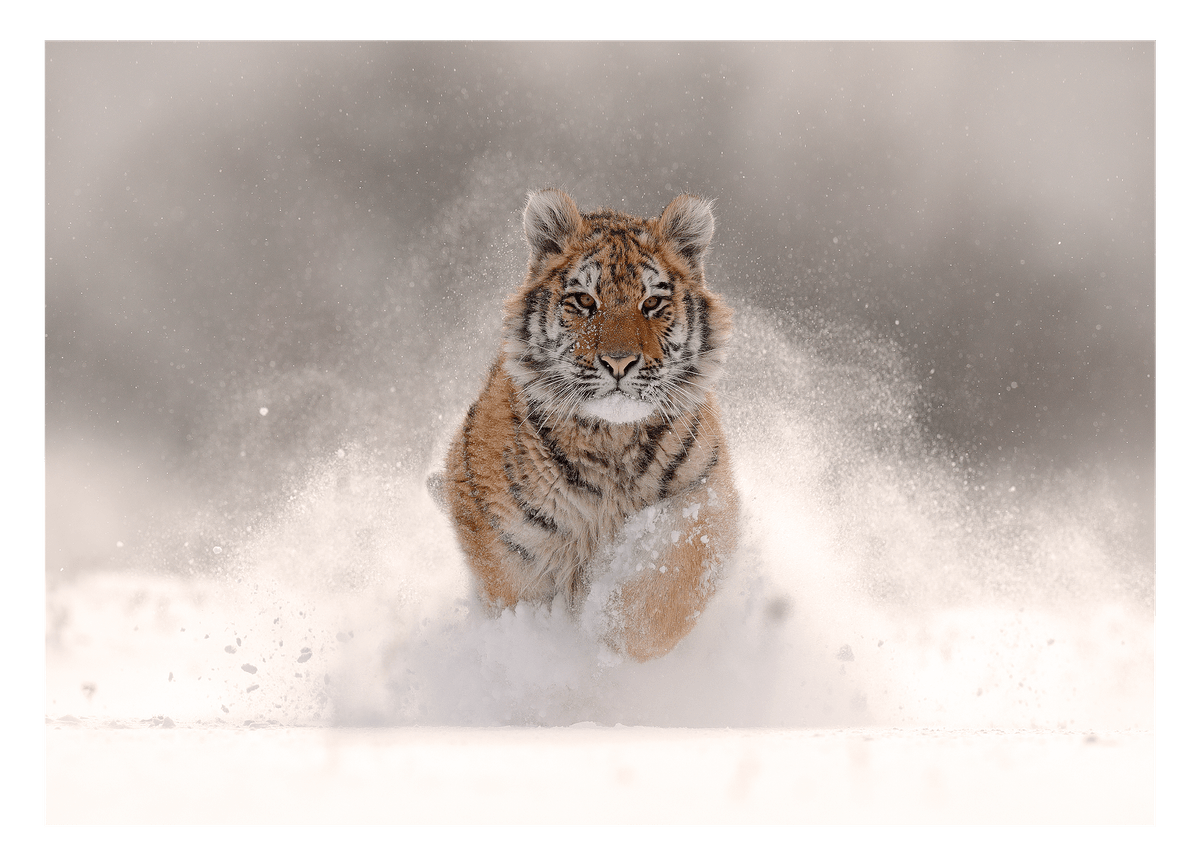 Tiger im Schnee - Sonnige Winter-Landschaft Tier Fotografie