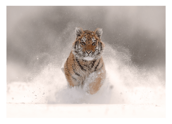 Tiger im Schnee - Sonnige Winter-Landschaft Tier Fotografie
