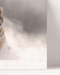 After Hover: Tiger in the snow - Sunny winter landscape animal photography