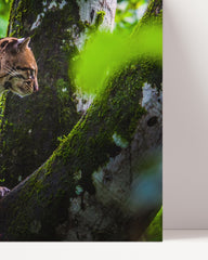After Hover: Ocelot - Big cat