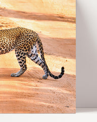 After Hover: leopard