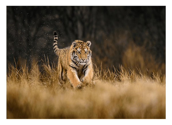 Rennender Tiger