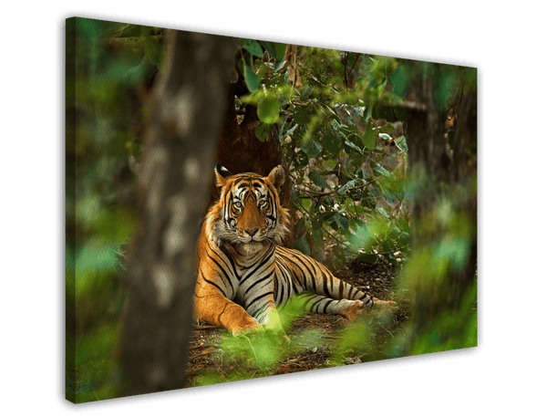 Tiger im Regenwald
