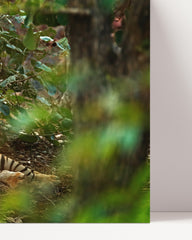 After Hover: Tigers in the rainforest