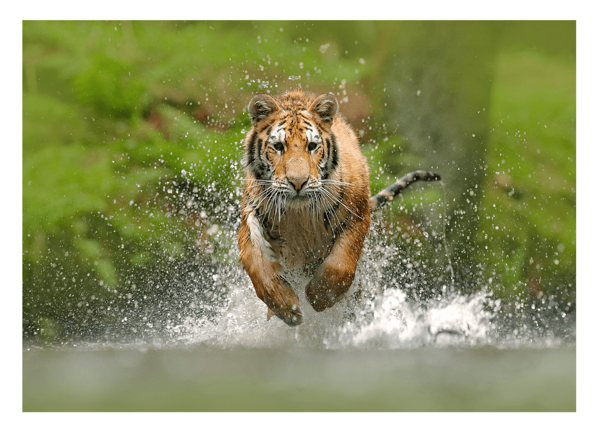 Running tiger in the water