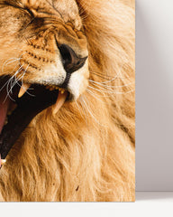 After Hover: Yawning Lion