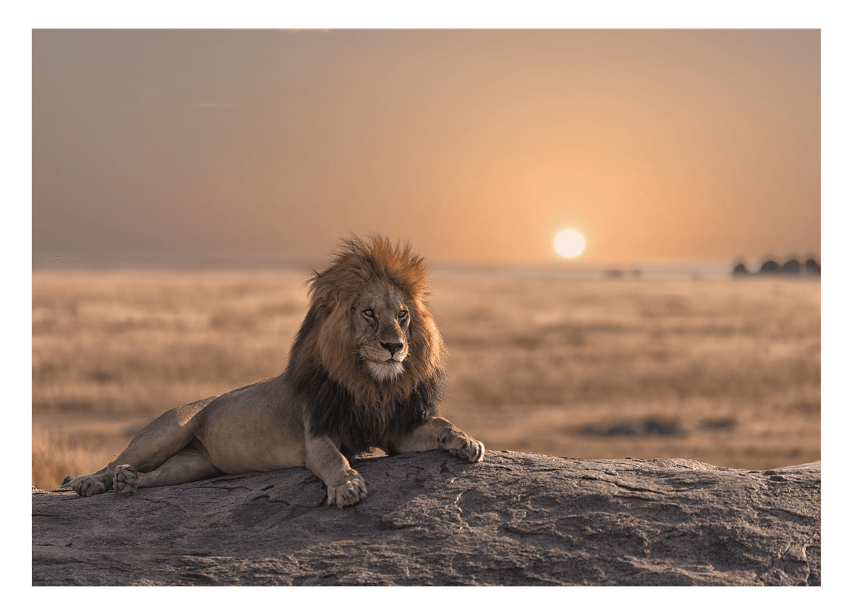 Löwe bei Sonnenuntergang