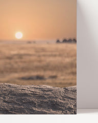 After Hover: Lion at sunset