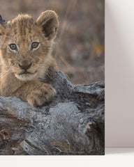 After Hover: Lion cub
