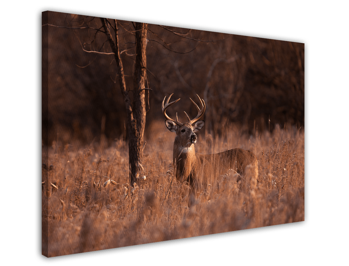 stretched-canvas