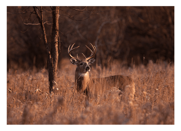Hirsch in Abendstimmung