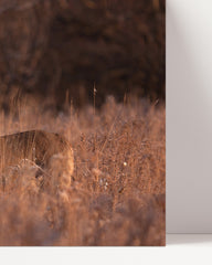 After Hover: Deer in evening mood