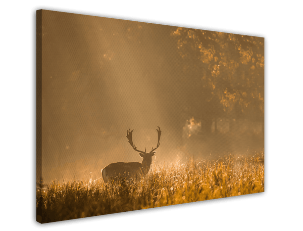 Hirsch in den Morgenstunden