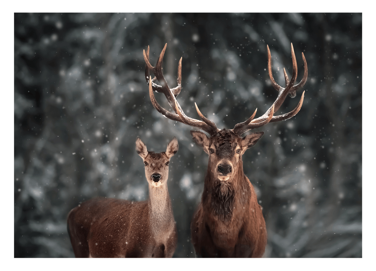 Hirsch-Paar im Winter