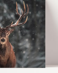 After Hover: A pair of deer in winter