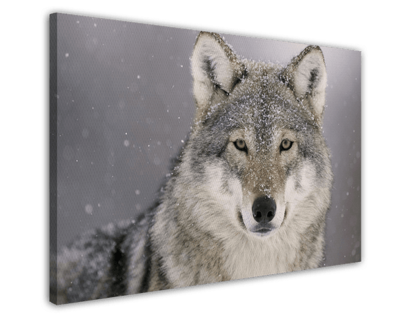 Wolf im Schnee