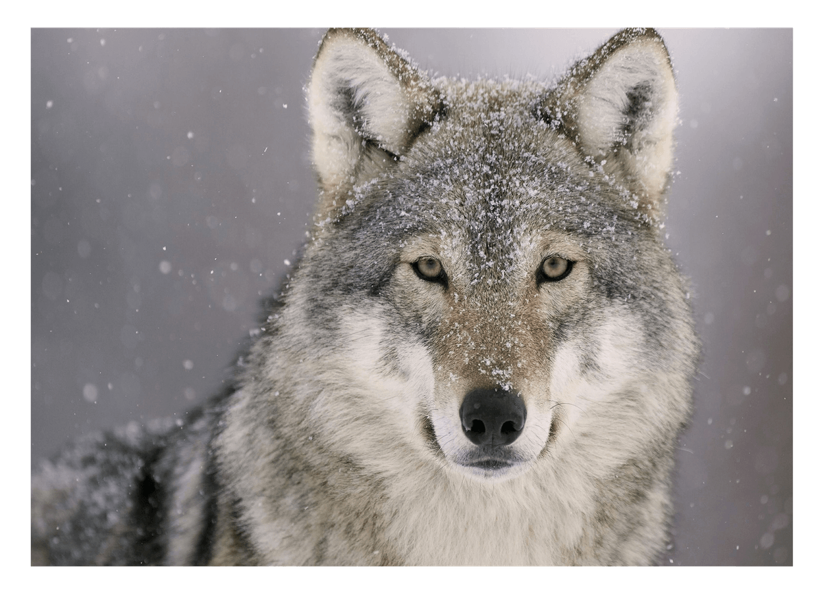Wolf im Schnee