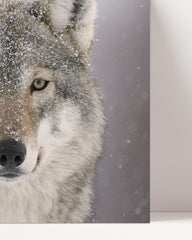 After Hover: Wolf in the snow