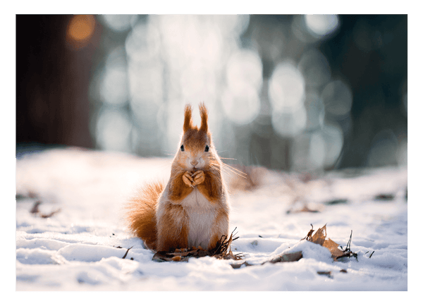 Eichhörnchen im Schnee