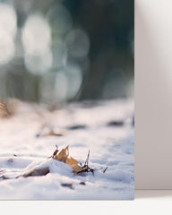 After Hover: Squirrels in the snow