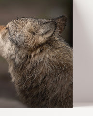 After Hover: Caressing wolves