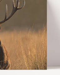 After Hover: Deer in the tall grass